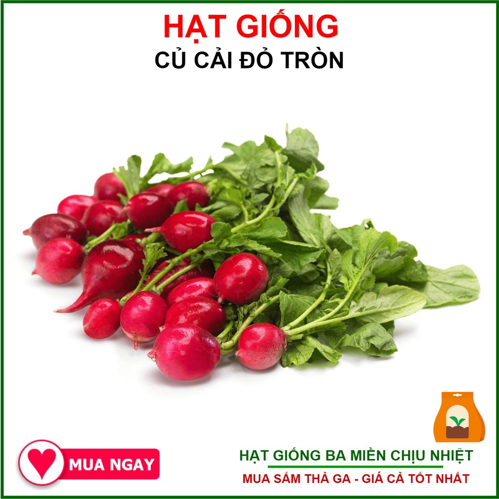 Hạt giống củ cải đỏ baby