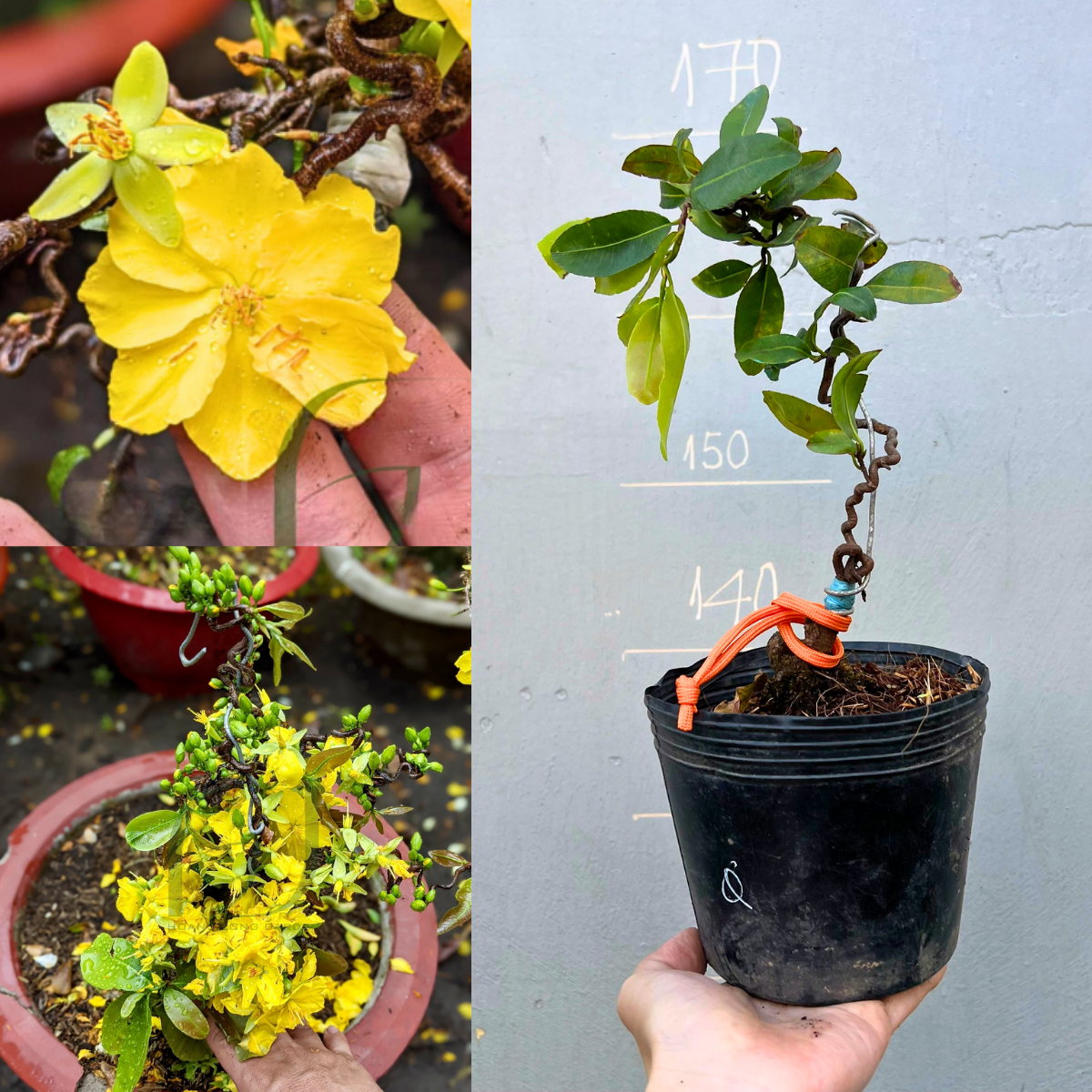 Mai Quắn chuẩn giống, gốc khoẻ, ổn định