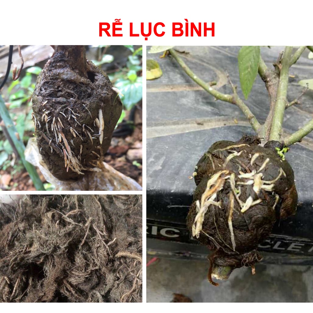 100g Rễ lục bình khô dùng để chiết nhánh cây trồng, giữ ẩm kích rễ non hiệu quả