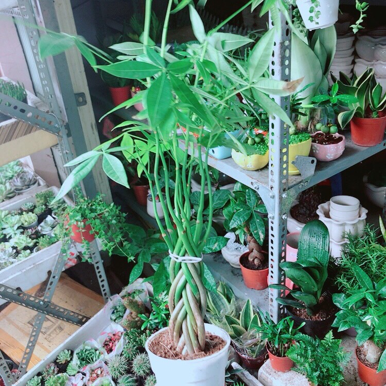 Kim ngân 5 thân nhỏ