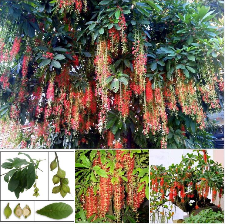 Hạt giống cây lộc vừng hoa đỏ - Gói 5 hạt