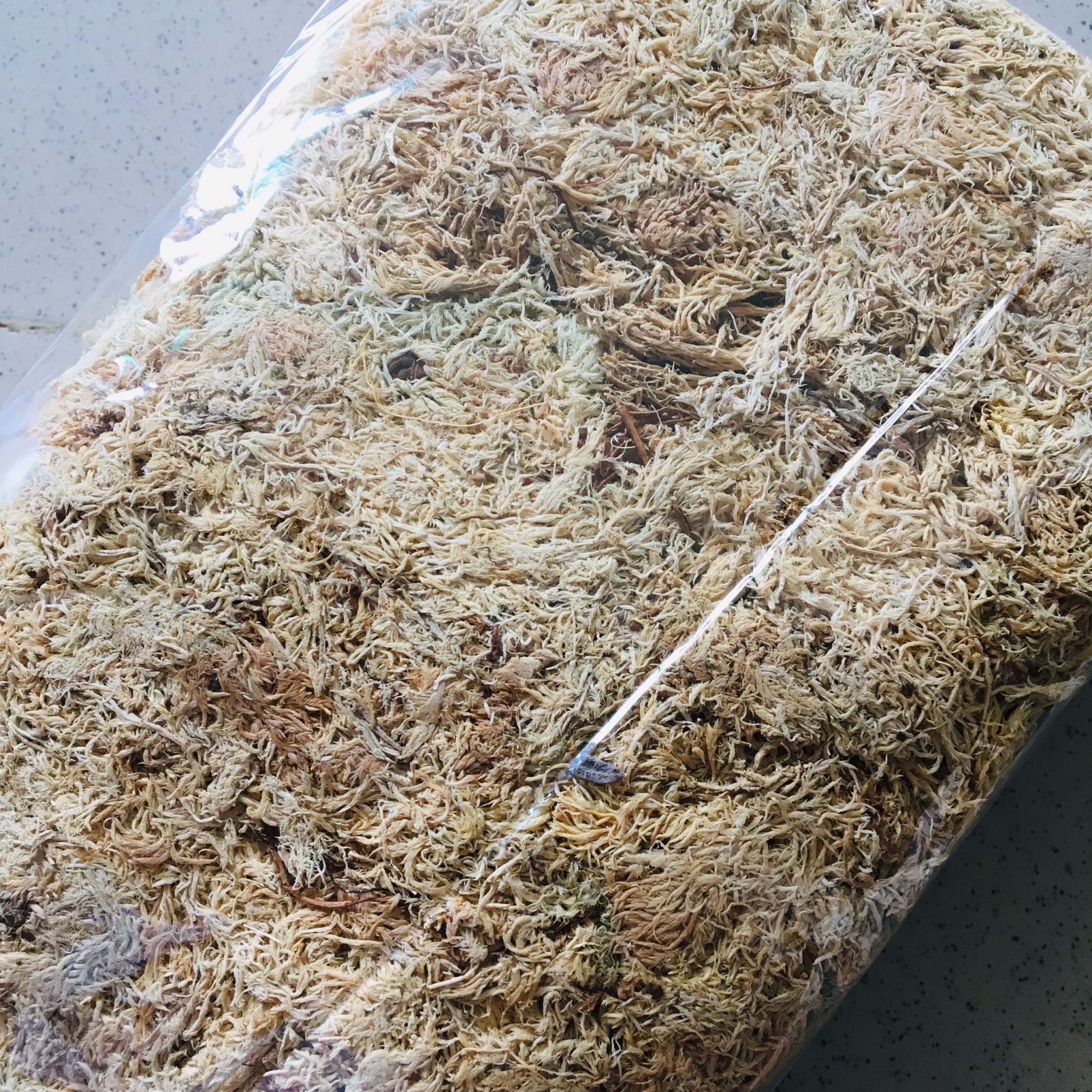 Dớn chile gói 100gr - rêu trắng