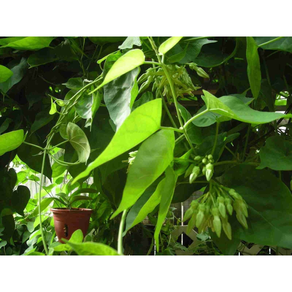 Cây thiên lý tặng kèm phân bón