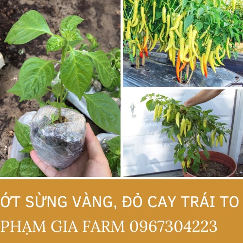 Cây giống ớt sừng vàng, đỏ ớt cay sai quả dễ trồng