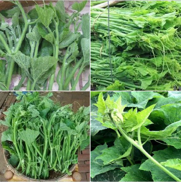 Hạt giống bí ngọn siêu mập cao sản 10gr/gói