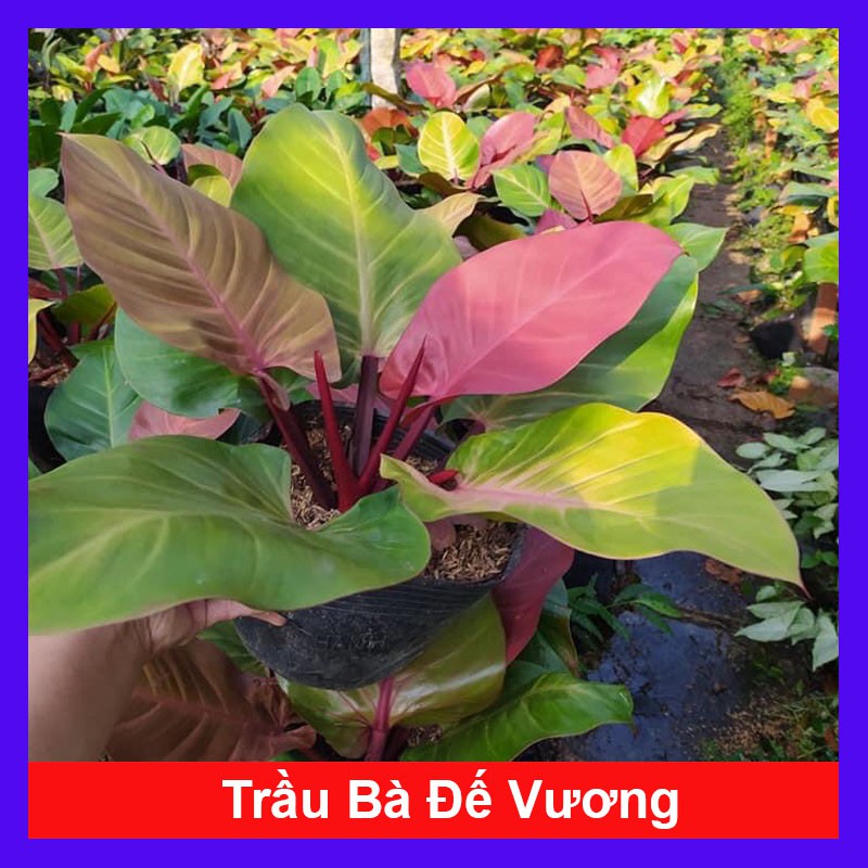 Trầu bà đế vương đỏ - cây cảnh trong nhà - caykiengsadec