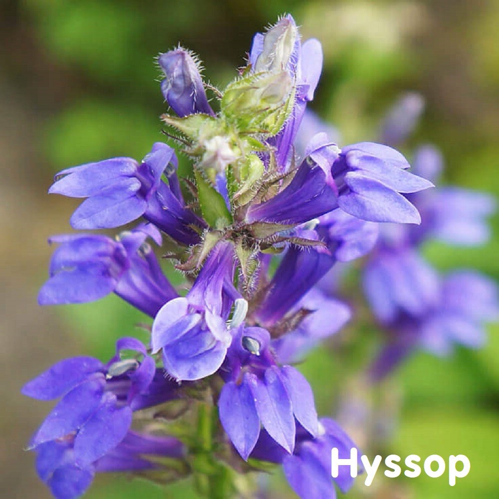 Tinh dầu Bài hương Hyssop Essential Oil