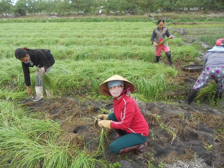 1kg HÀNH TĂM ( CỦ NÉN ) ĐÀ NẴNG ĐẢM BẢO CHẤT LƯỢNG CỦ TO Y HÌNH SHOP CHỤP