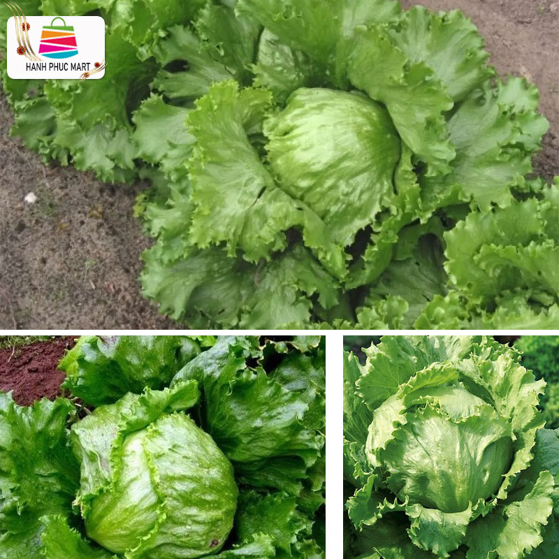 [HCM]Hạt giống Xà Lách Minetto Italia RaDo - PhuNongSeeds