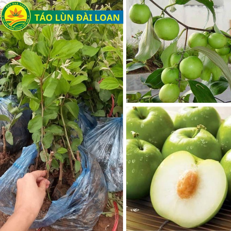 Tổng hợp 93 hình về mô hình trồng táo đài loan daotaonec #27 Tổng hợp 93 hình về mô hình trồng táo đài loan daotaonec