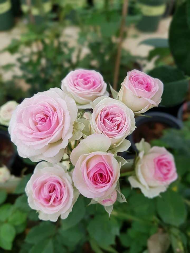 Chậu giống hồng minieden Pháp siêng hoa lâu tàn