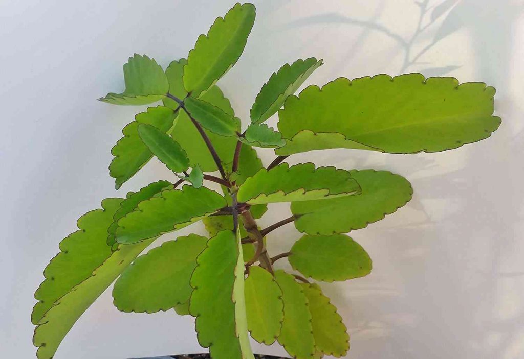 Cây sống đời núi combo5 cây