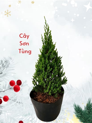 Cây sơn tùng năm 2023)