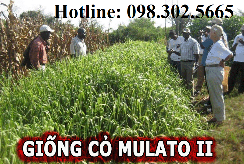 200g Hạt giống cỏ xả Mulato II chịu hạn, chịu lạnh nhập khẩu Thái Lan