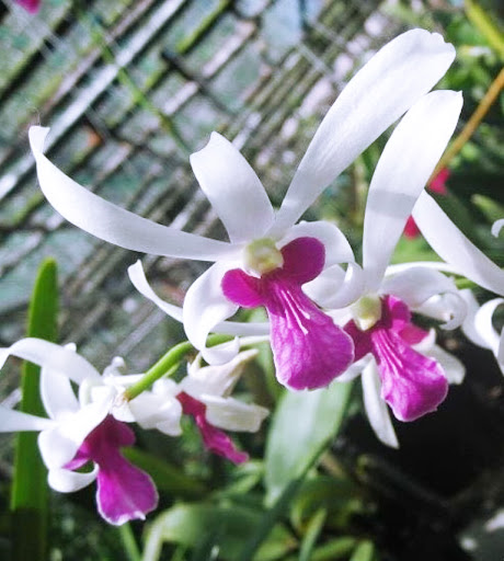 cây giống DENDRO NẮNG BÀ LIỄU THƠM siêu hoa, hoa siêu thơm