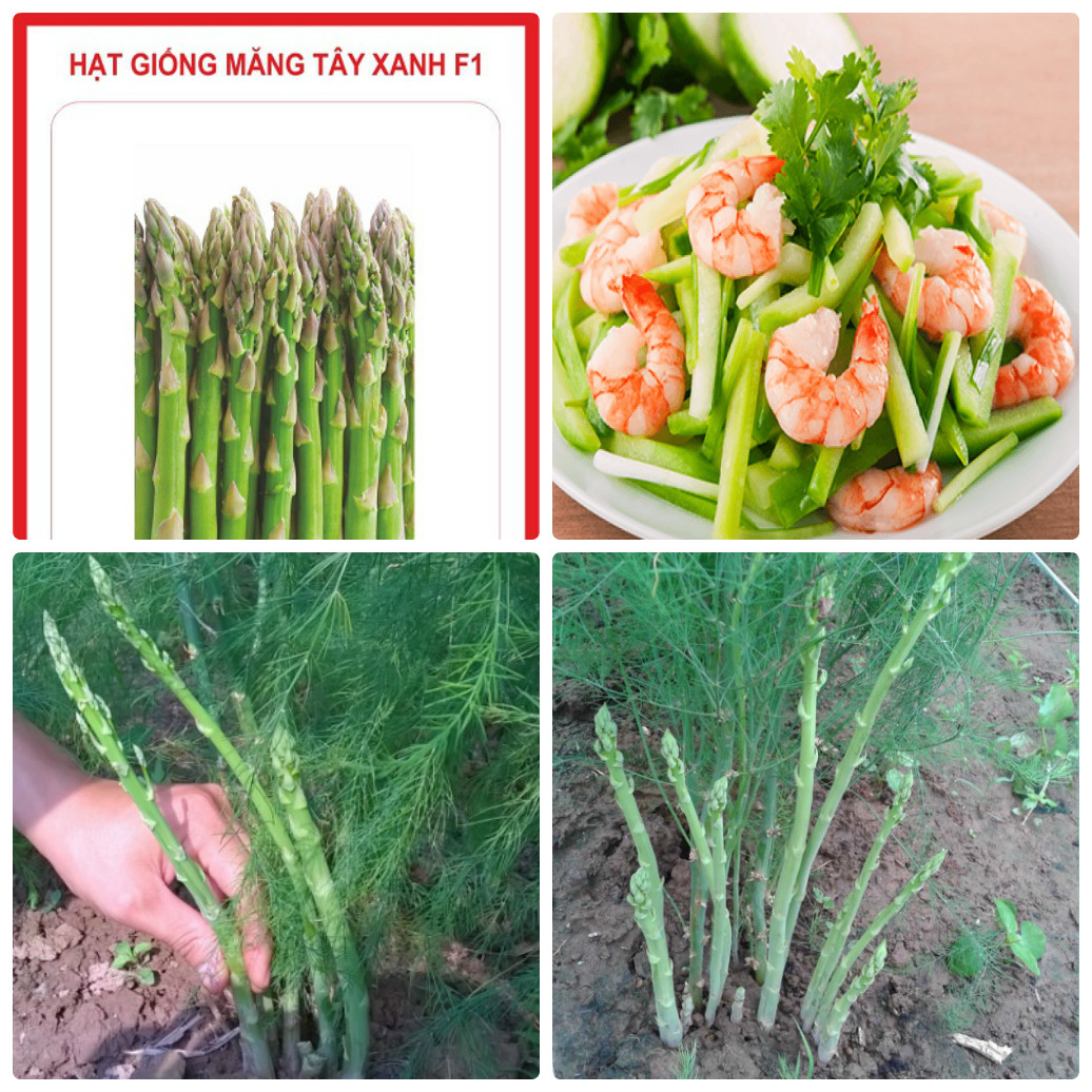 Hạt giống măng tây xanh - gói 100gram khoảng 4500 hạt- Giống Chịu hạn tốt xuất sứ Thái Lan- Thích hợp với điều kiện khí hậu Việt Nam