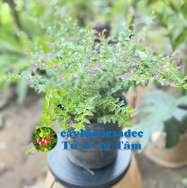 caykiengsadec - Cây Cẩm Tú mai chậu y hình + tặng phân bón cho cây mau lớn - hoa kiểng lá - trang trí nội thất cảnh quan sân vườn ngoài trời