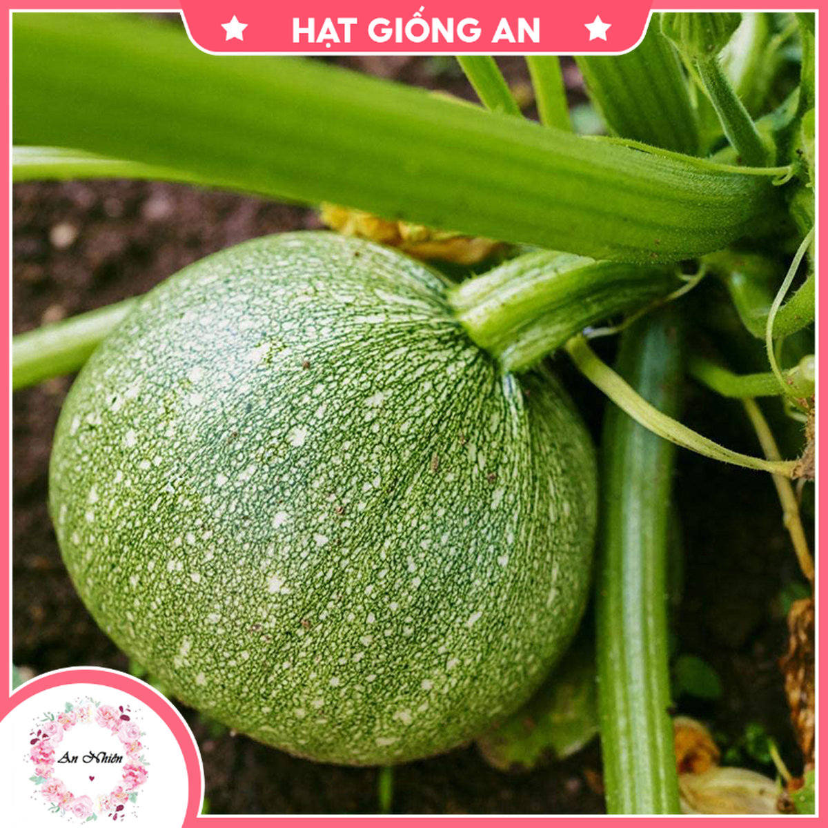 Hạt giống bí ngồi tròn - hạt giống an1