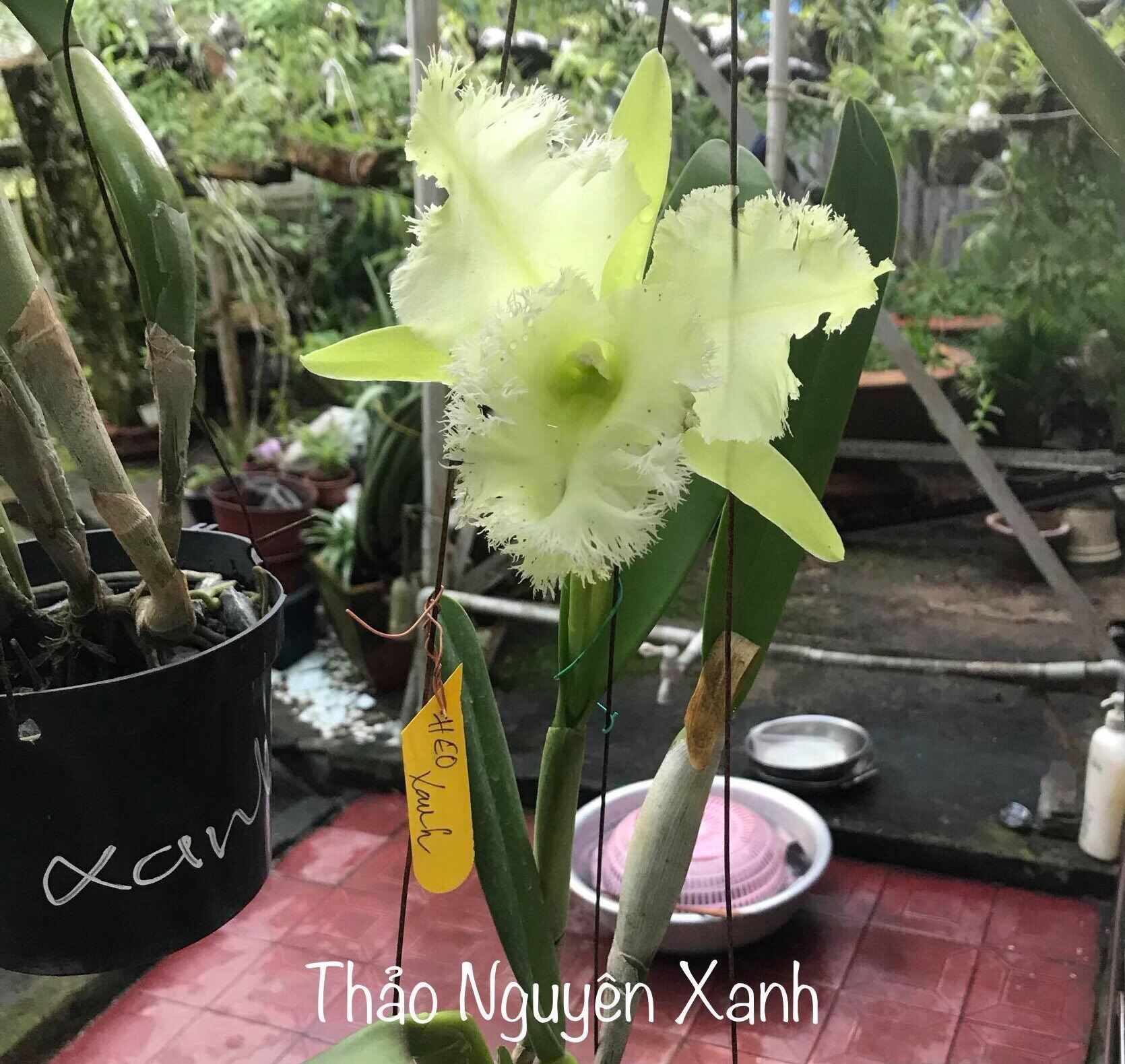 [HCM]Lan Cattleya Long Heo Xanh - cây con
