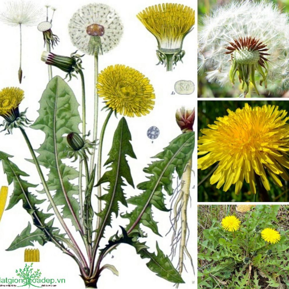 Hạt giống Bồ Công Anh Gói 40 hạt