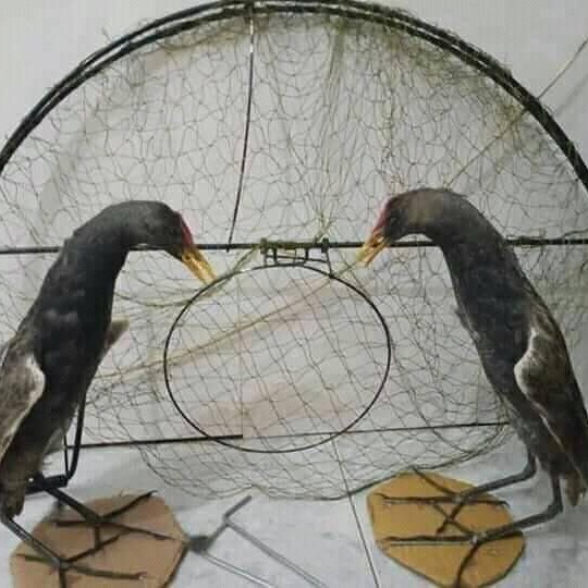 Mẹt chim săn ( mẹt đa năng ) dài 90 hai cánh ngang 80 mẹt được làm bằng thép chịu lực . Lưới nhuộm tàng hình màu cỏ khô bẫy các loại chim như: diều hau diều trắng quốc bịp đại nàng chim ưng chim săn ....