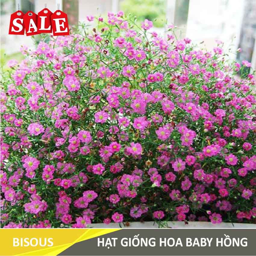 HẠT GIỐNG HOA BABY HỒNG TRỒNG CHẬU H20 Bisous KLT 10 hạt