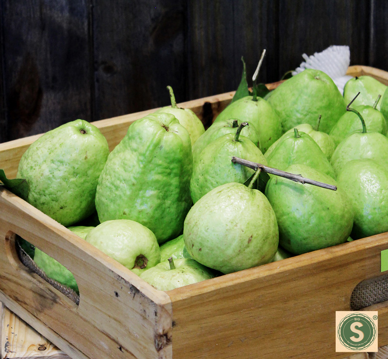 CÂY GIỐNG ỔI LÊ ĐÀI LOAN GỐC TO CHO TRAI SỚM, CỰC NGON- Freeship 20k đơn từ 49k