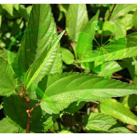 Hạt giống rau đay đỏ - gói 10 gram