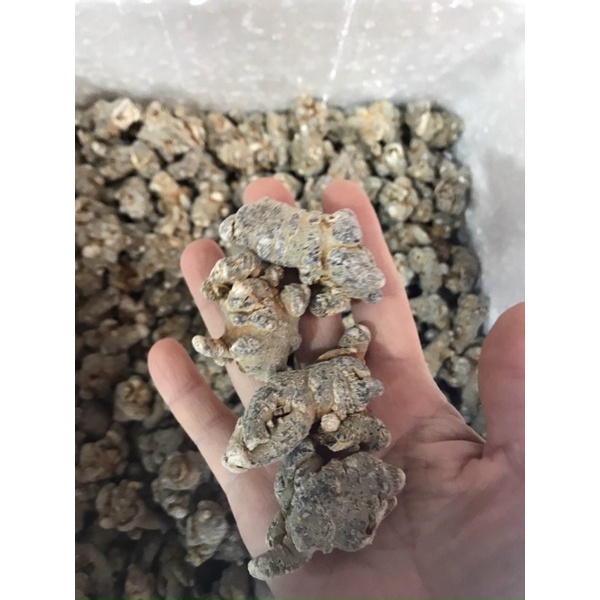 Củ tam thất bắc 500gr
