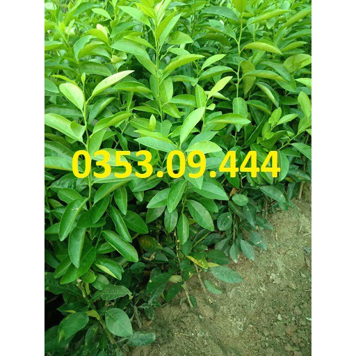 Combo 5 Cây Chanh Tứ Quý Ghép 3 tháng cho quả