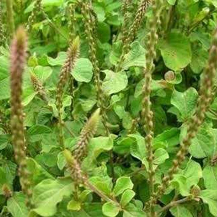 cây cỏ xước khô 1kg