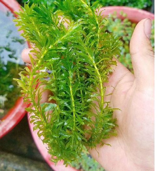 Rong đuôi chó cho bể thủy sinh, dễ trồng, không phân nền, không C02
