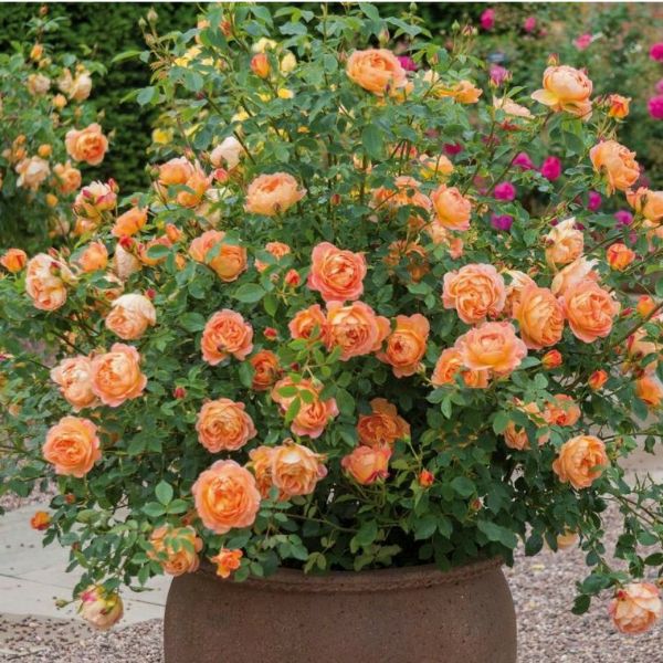 Gốc Hoa Hồng Bụi Siêu Nụ Siêu Hoa