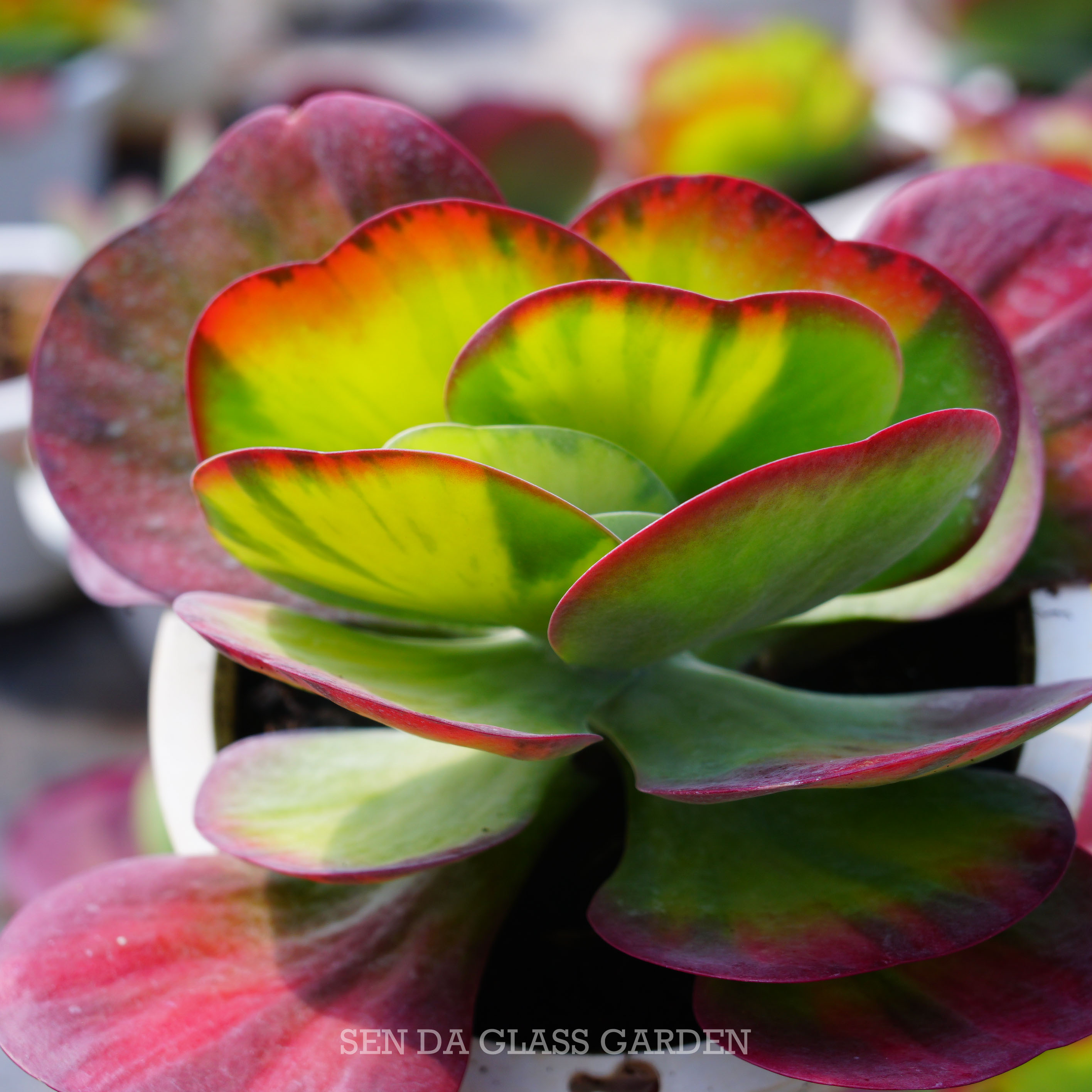 Sen Đá Cánh Bướm var chậu lớn 15cm, Sen đá đà lạt, Dễ trồng, khỏe, Lỗi 1 đổi 1