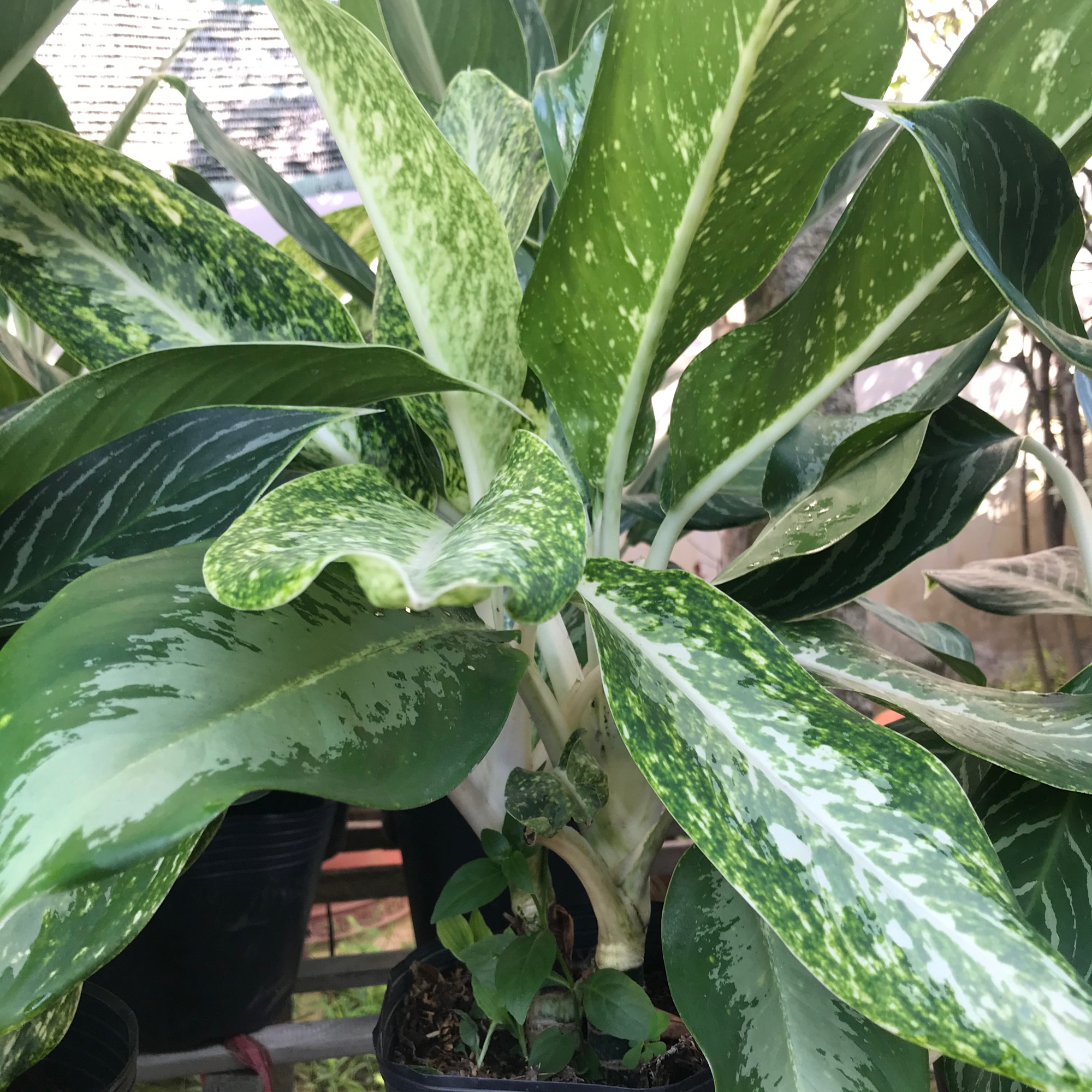 caykiengsadec - cây bạch mã hoàng tử + tặng phân bón cho cây mau lớn - trang trí nội thất - hoa kiểng lá - cây phong thủy