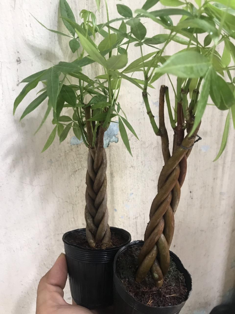 Combo 2 cây kim ngân-cây không chậu.