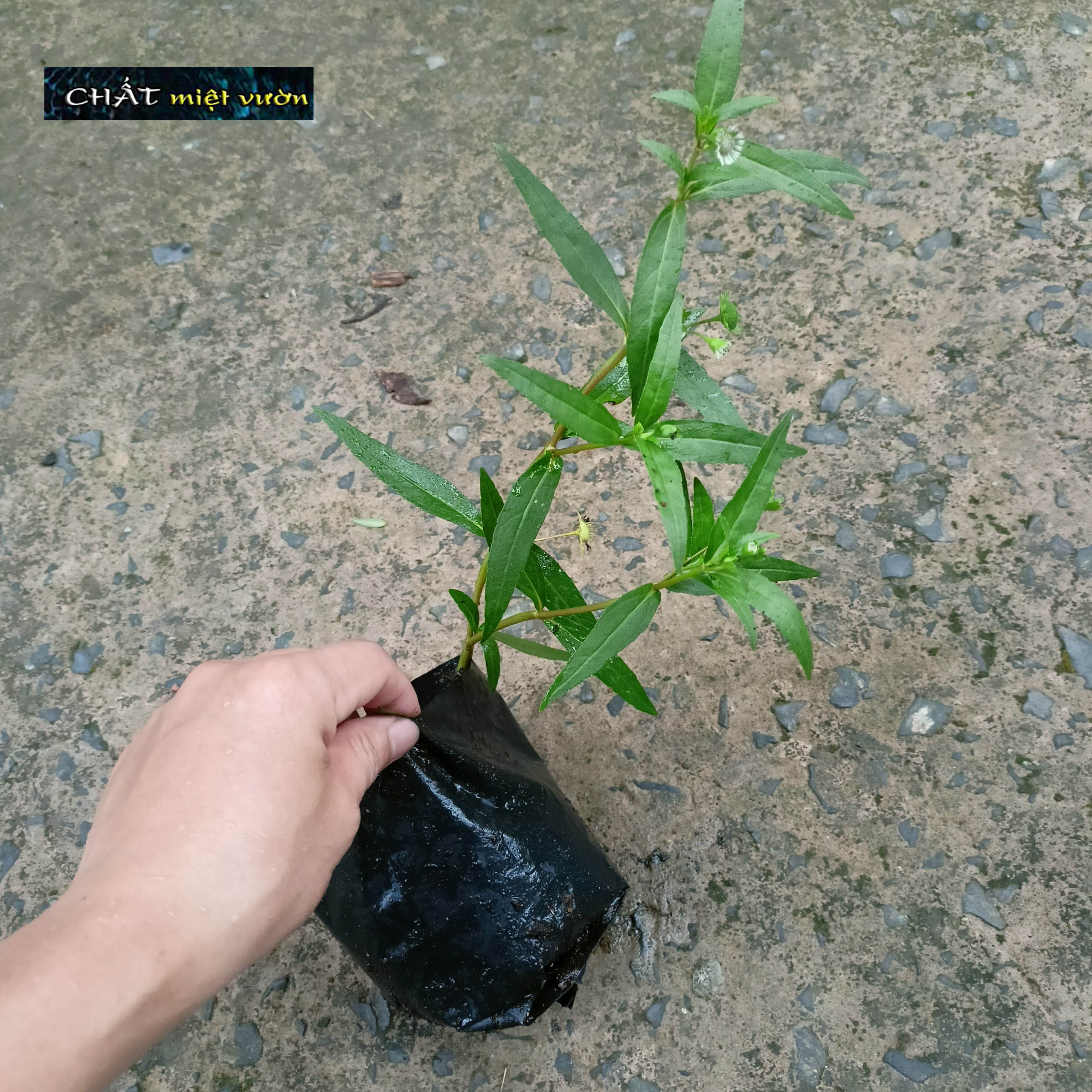 Cây cỏ mực giống - Cây nhọ nồi giống