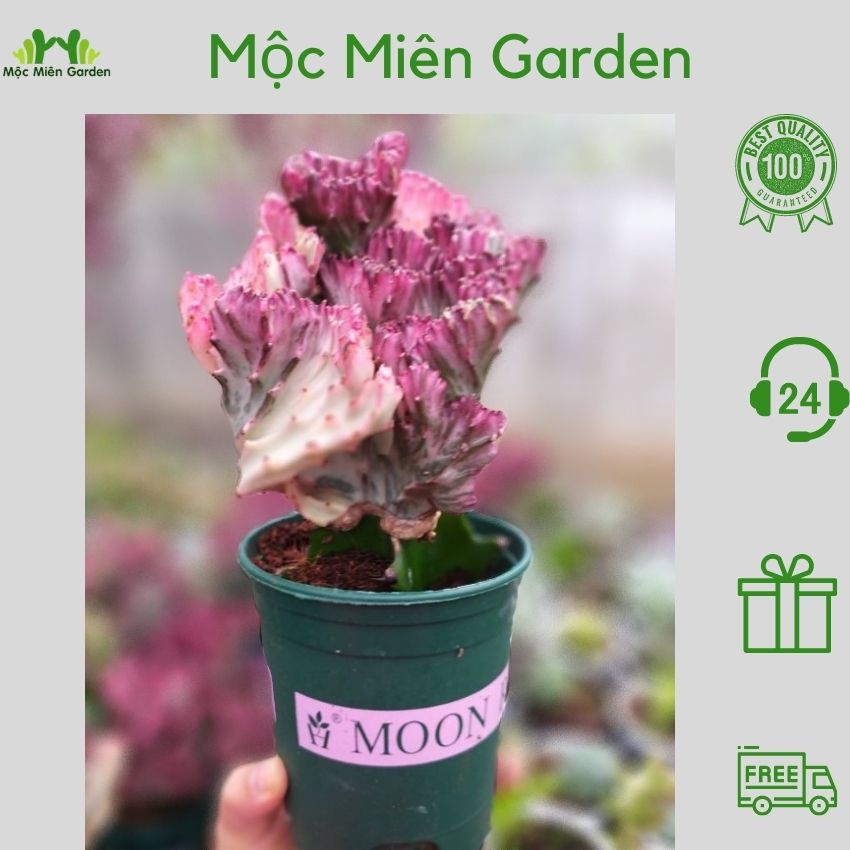 Xương rồng vạn lý trường thành - Cây cảnh để bàn - Cây trang trí - Cây phong thủy- Cây lọc không khí - Mộc Miên Garden