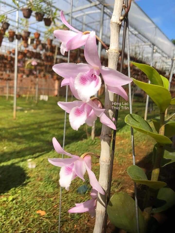 Lan phi điệp HỒNG LẠC THỦY TRẦN cây gieo hạt 3-5 mầm góc khỏe mạnh - VƯỜN LAN KIÊN ANH HLTT