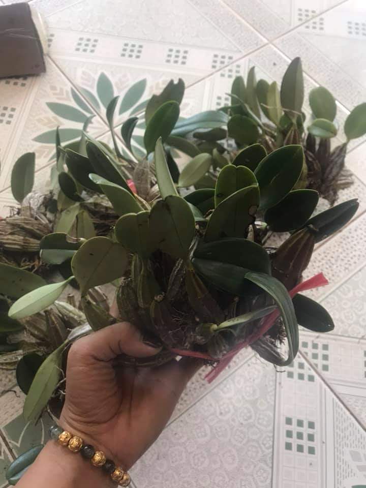 lan rừng vảy rồng bó 200g 55k