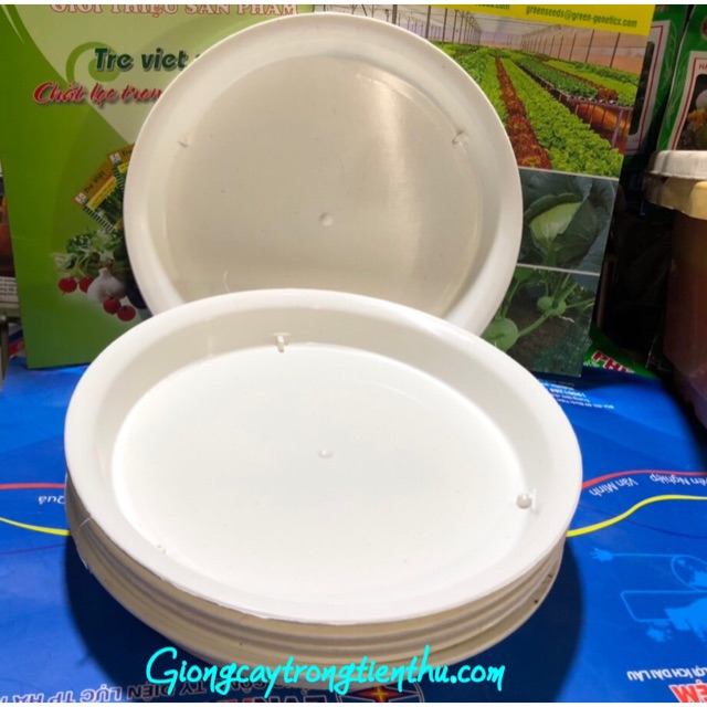 5 ĐĨA LÓT CHẬU CÂY CẢNH PHI 20