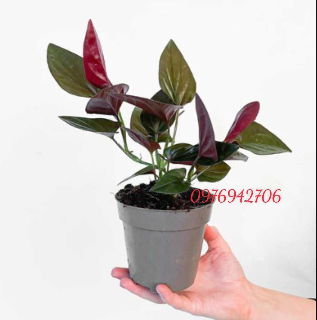 Trầu bà tím + chậu nhựa trắng-thanh lọc không khí