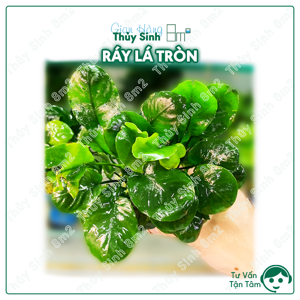 Ráy lá tròn, lá tròn mini, ráy thủy sinh | cây thủy sinh không co2, giá thể | 8m2