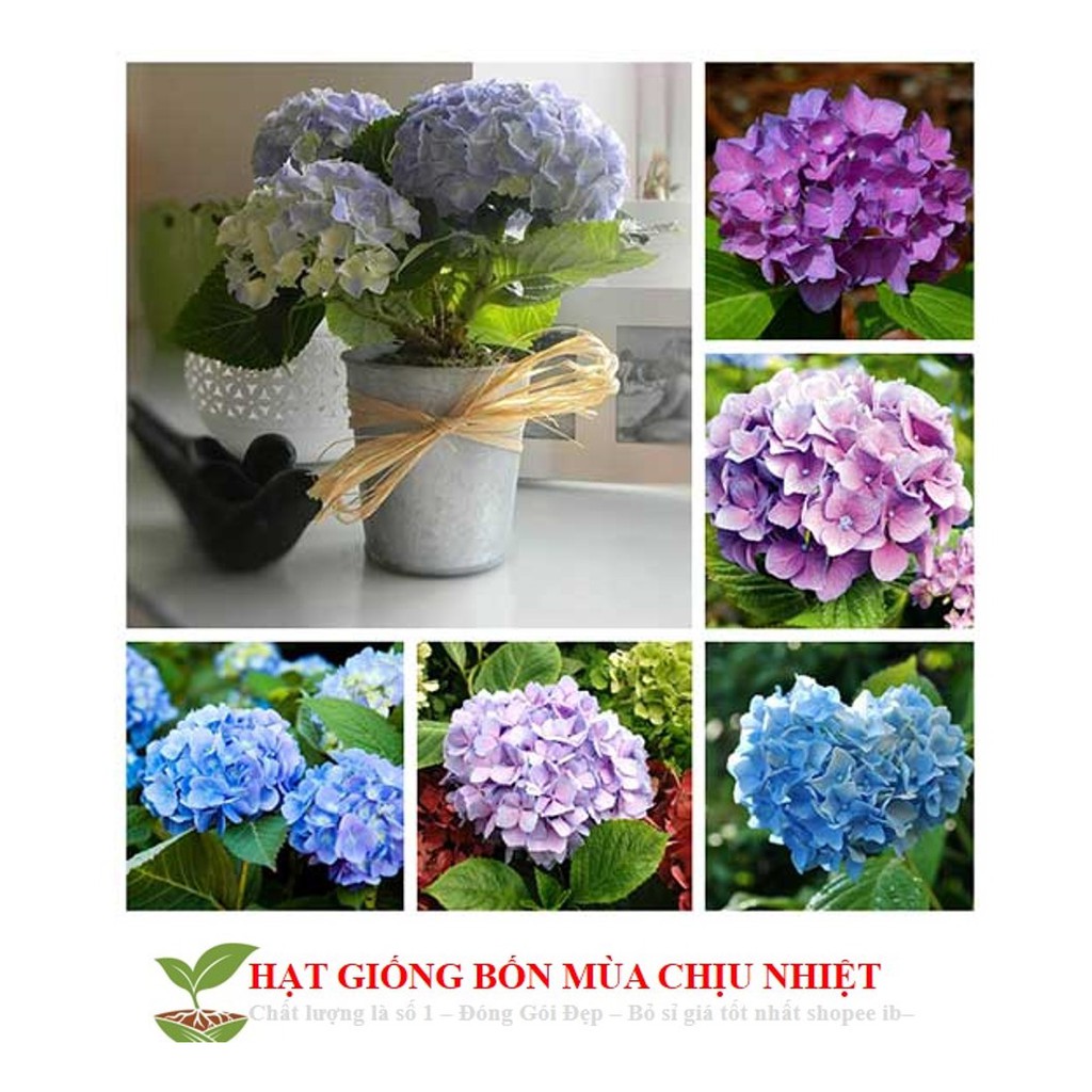 MA16 Gói 5 Hạt giống hoa cẩm tú cầu CHỊU NHIỆT ĐẾN MÙA TRỒNG TẾT