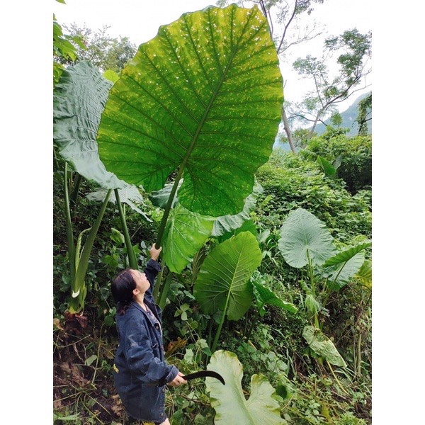 Cây Ráy voi chơi kiểng lá