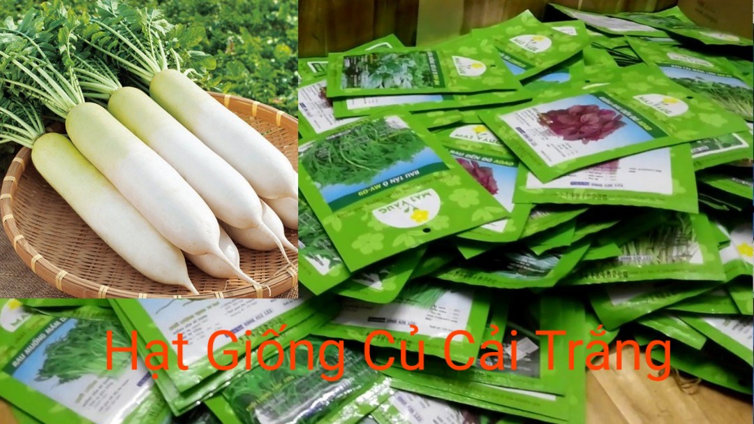 Hạt giống củ cải trắng