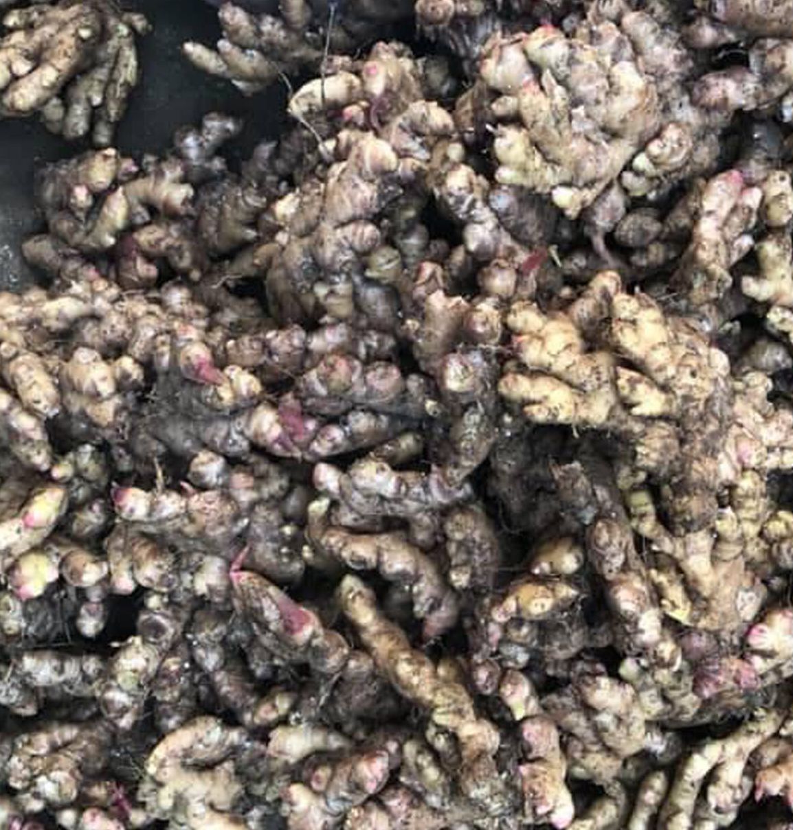 Củ gừng tươi 500g ruột vàng cay