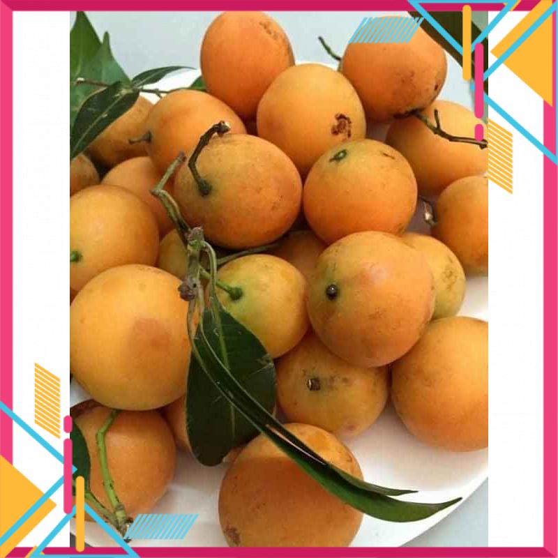 Cây giống thanh trà