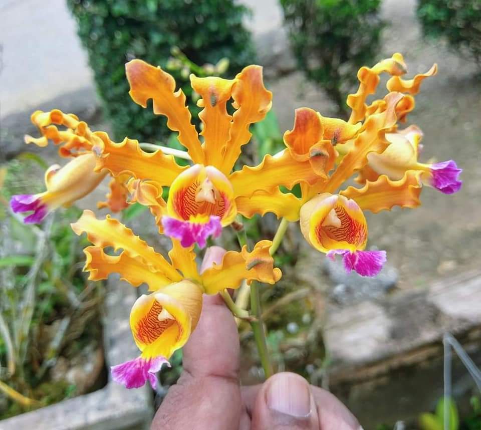 Hoa lan ống điếu