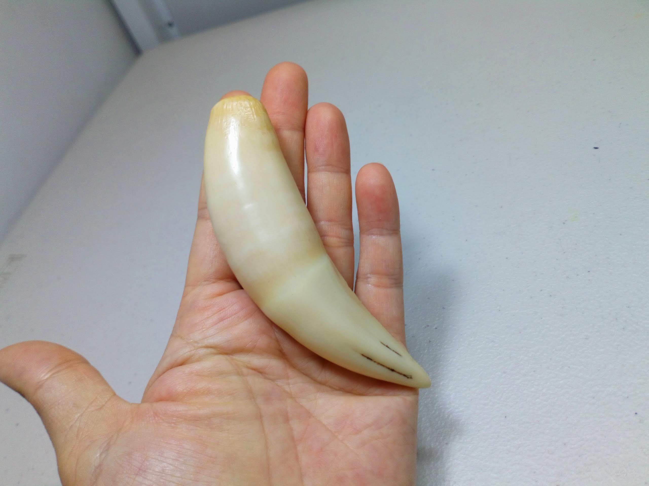 [HCM]NANH MỸ NGHỆ ĐẸP DÀI 10CM CAO CẤP